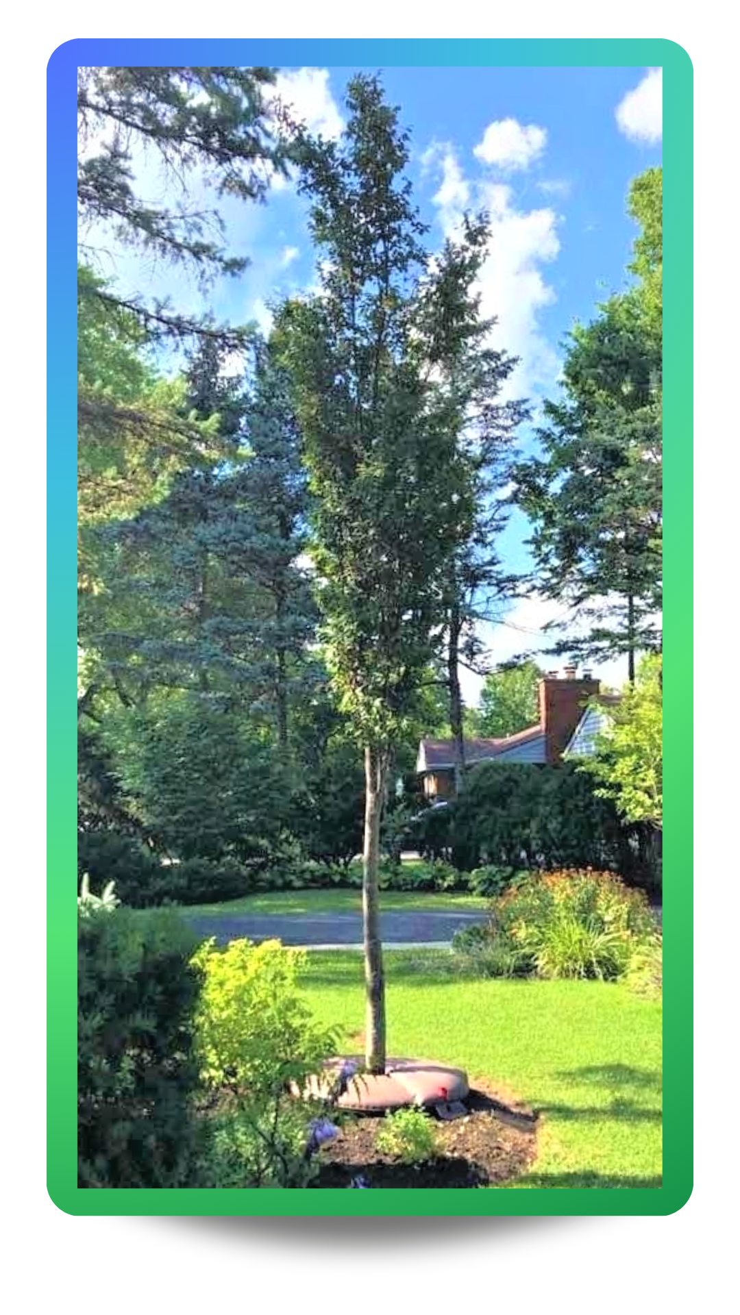 Musashino Japanese Zelkova with upright slender form, green leaves planted in a backyard landscape bed